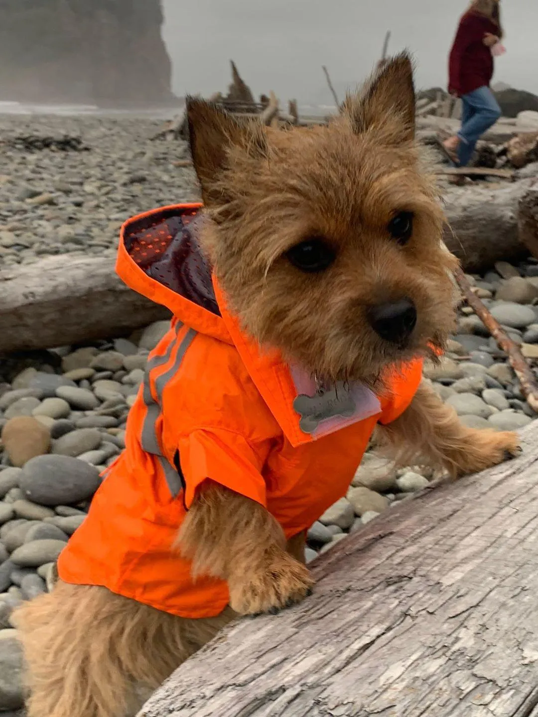 Hovander Hooded Dog Raincoat